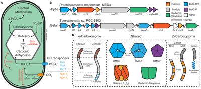 Modeling bacterial microcompartment architectures for enhanced cyanobacterial carbon fixation